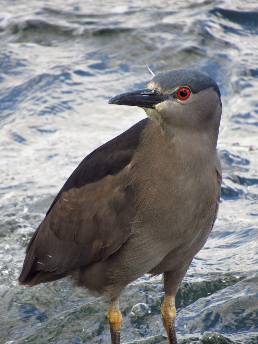 Black-crowned Night Heron - ML497907731