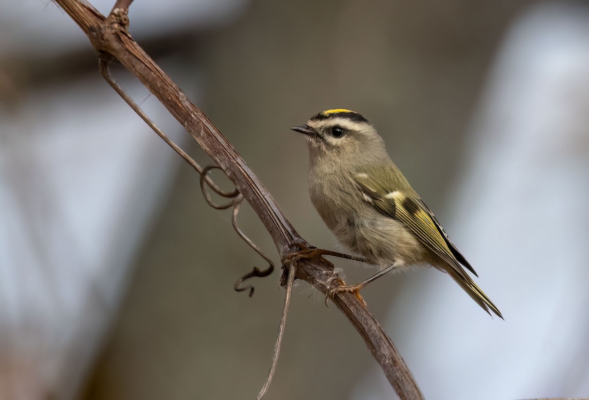 Golden-crowned Kinglet - Suzanne Labbé