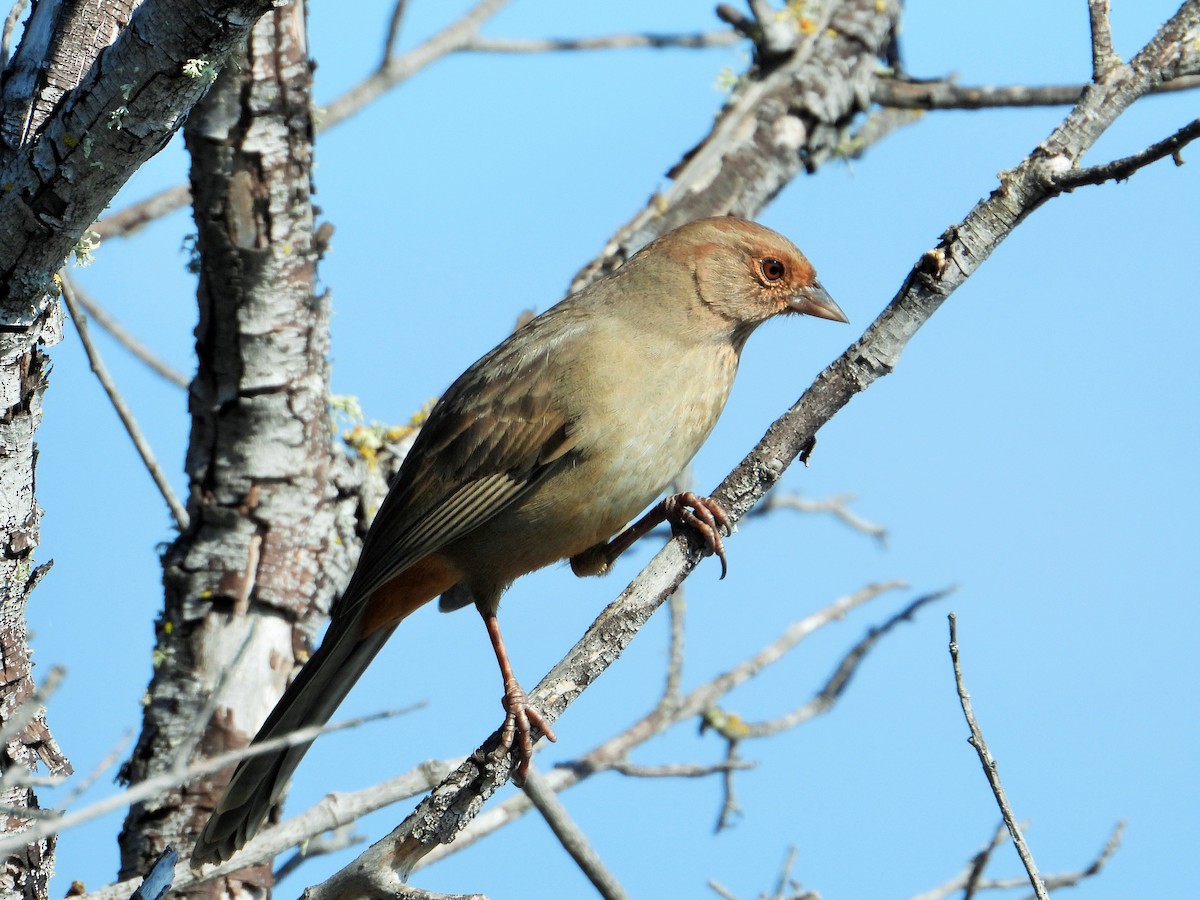 California Towhee - Carol Ann Krug Graves