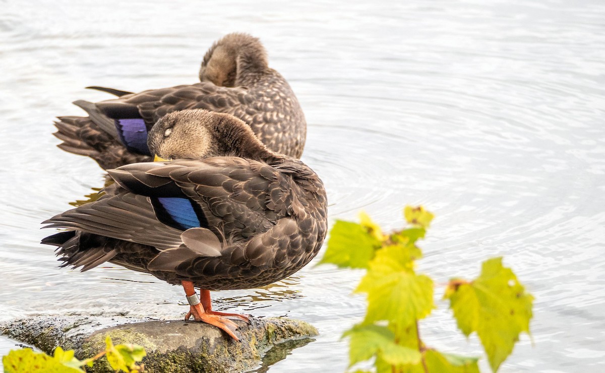 Canard noir - ML497916561