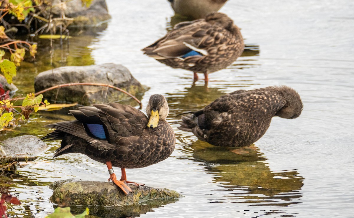 Canard noir - ML497916601