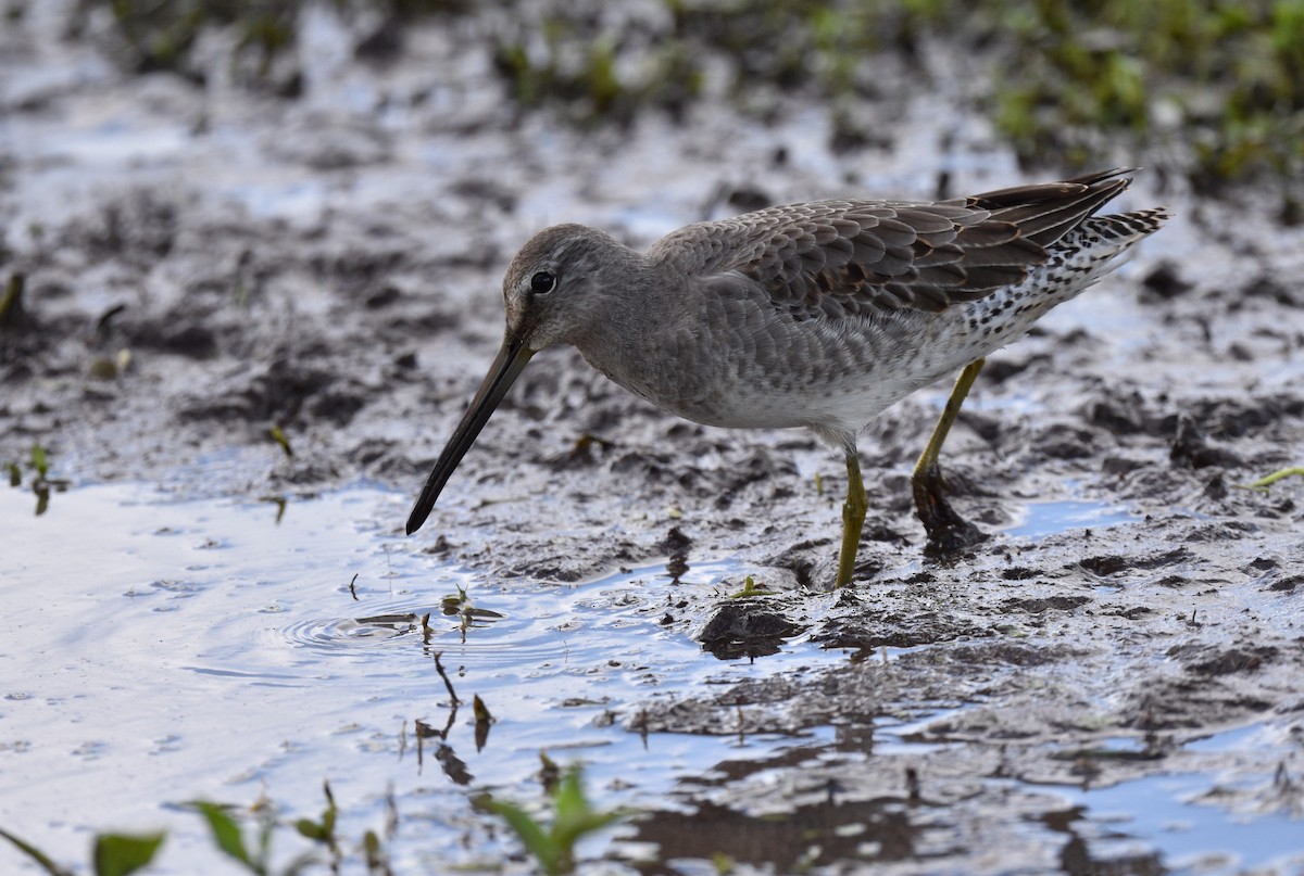 Long-billed Dowitcher - ML497918111