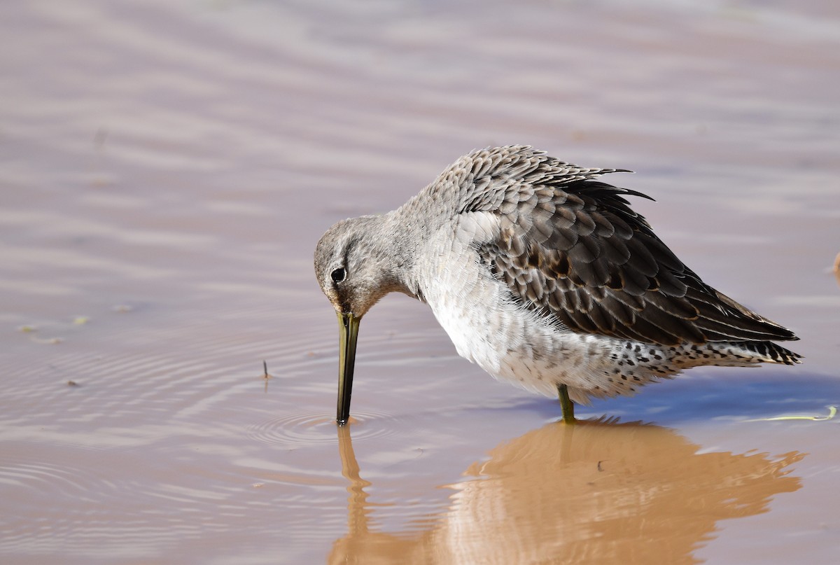 Long-billed Dowitcher - ML497918741