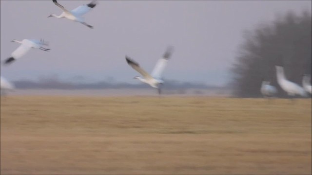 Whooping Crane - ML497919221