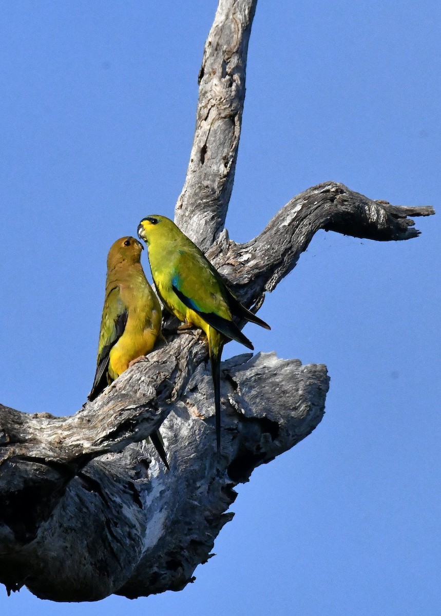 Elegant Parrot - ML497922261