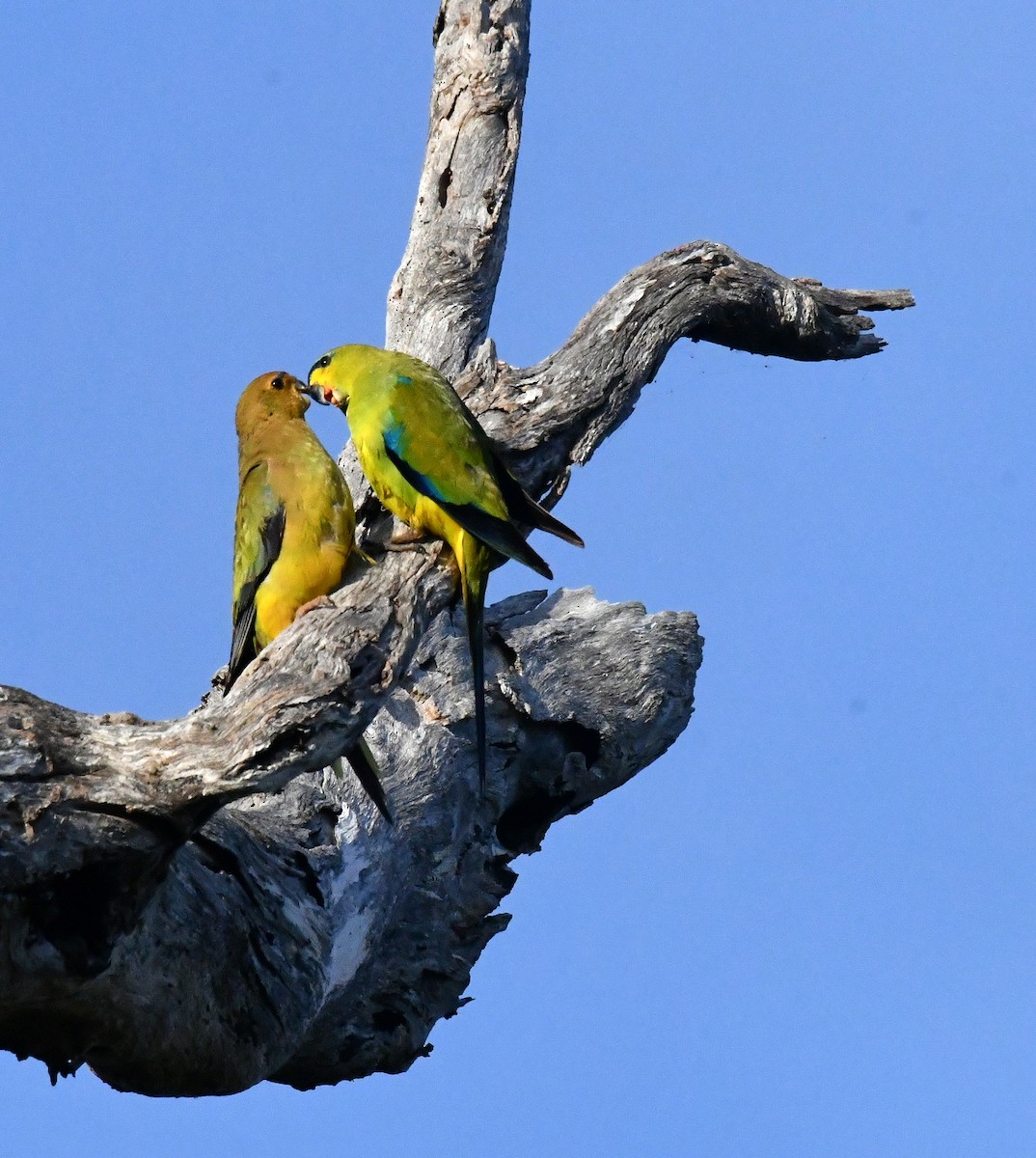 Elegant Parrot - ML497922271