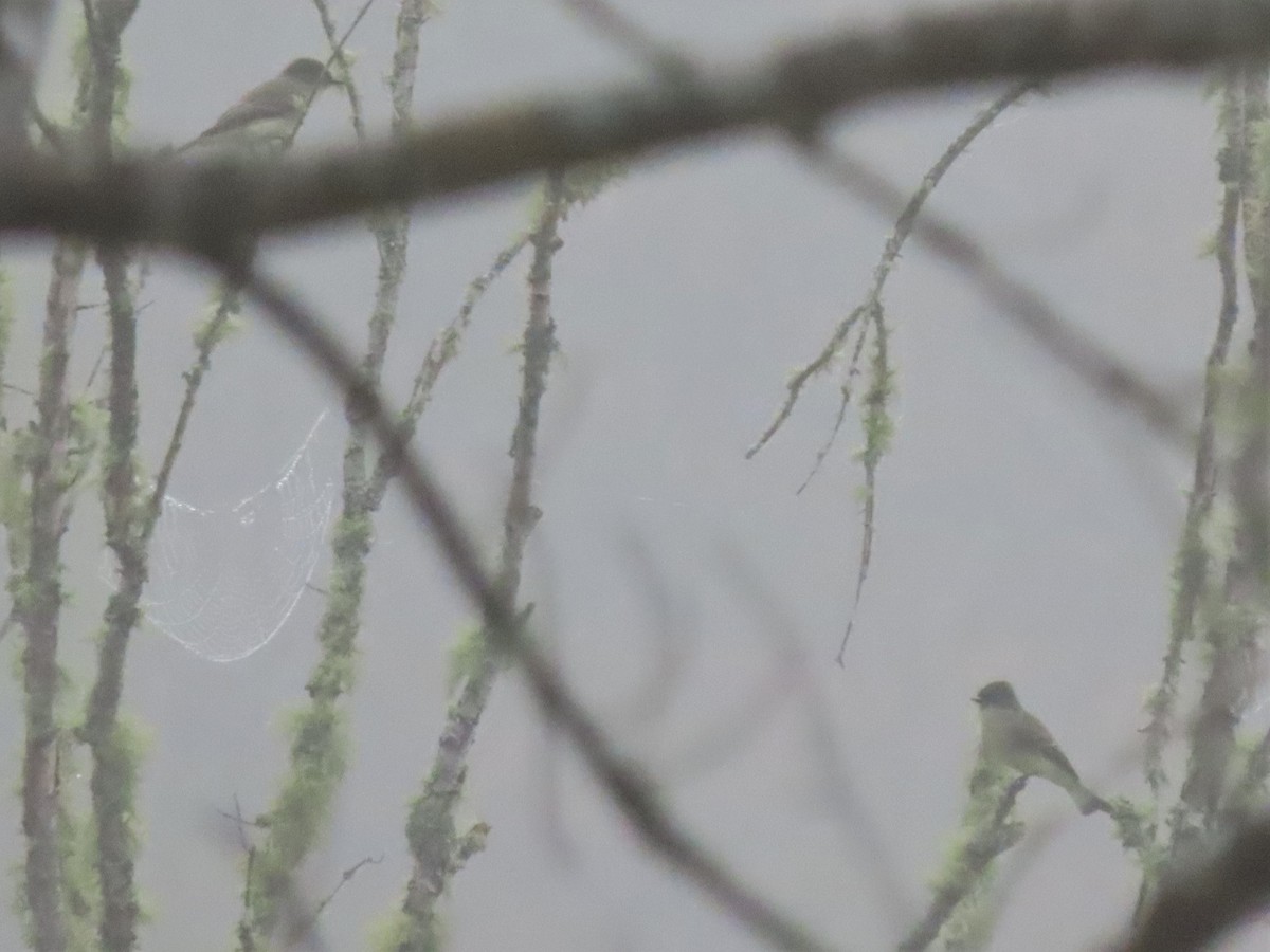 Eastern Phoebe - ML497923271