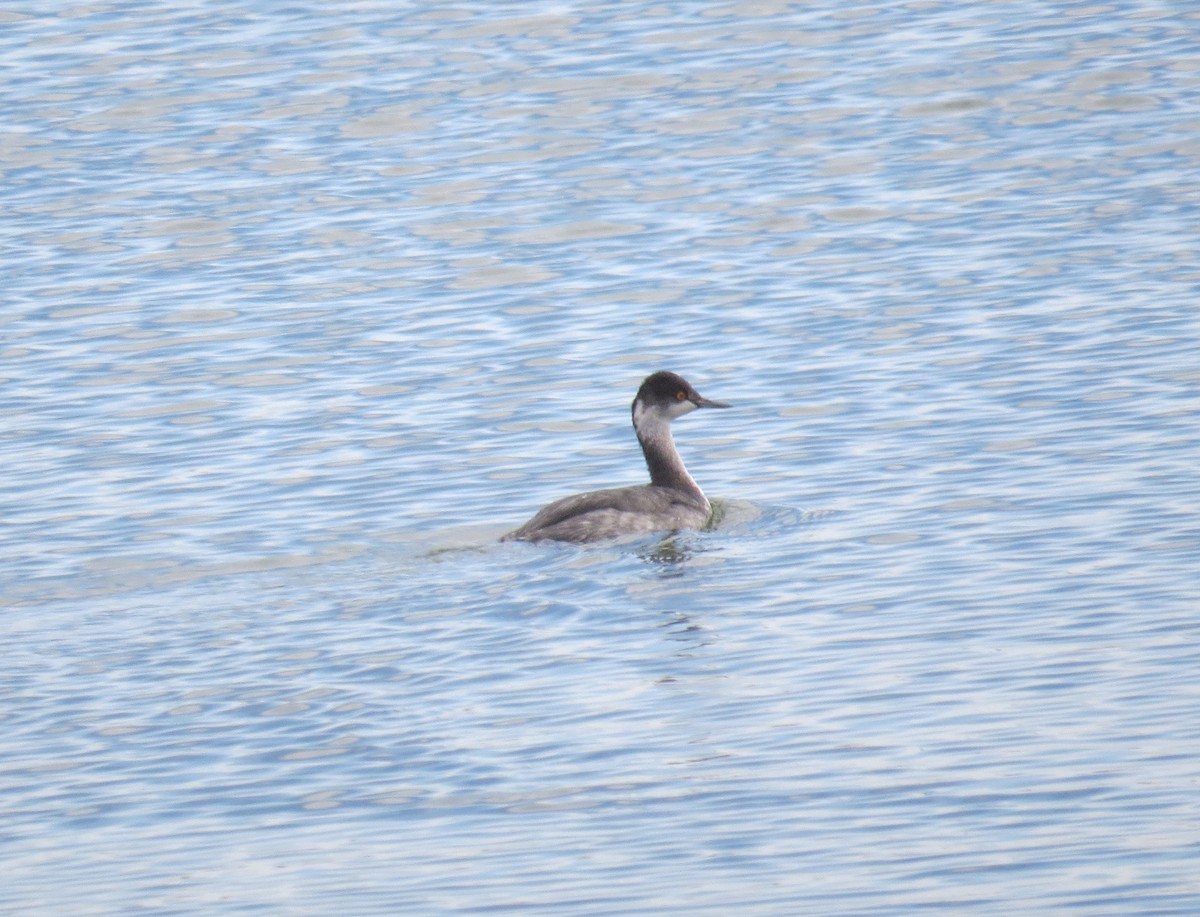 Eared Grebe - ML497923461