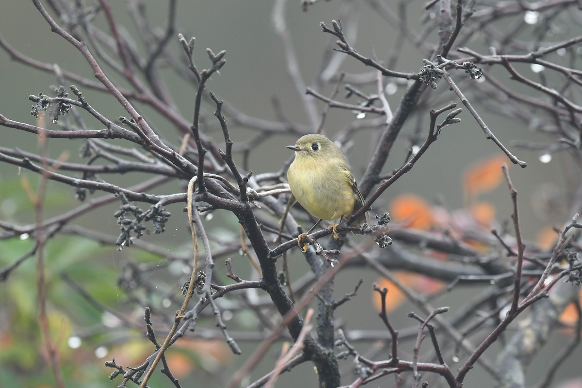 Ruby-crowned Kinglet - ML497925971