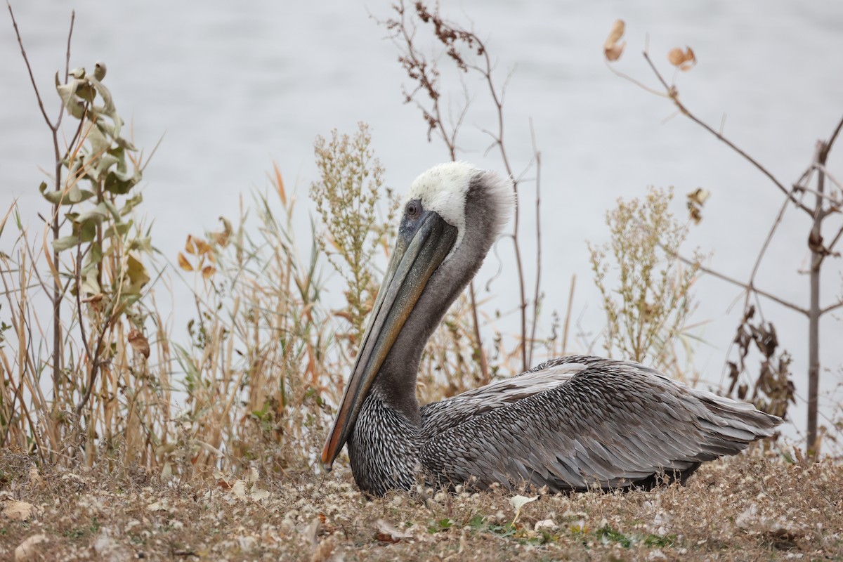 Brown Pelican - ML497927581