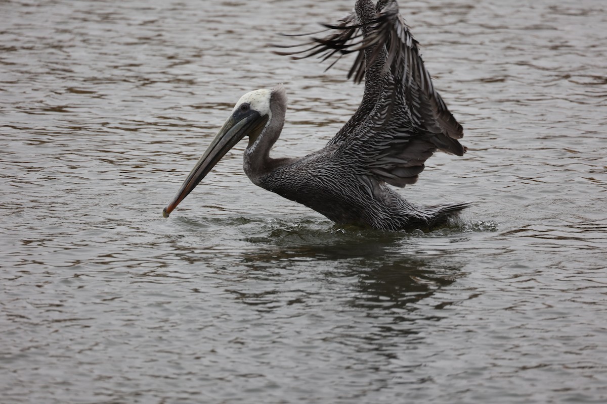 Brown Pelican - ML497927871