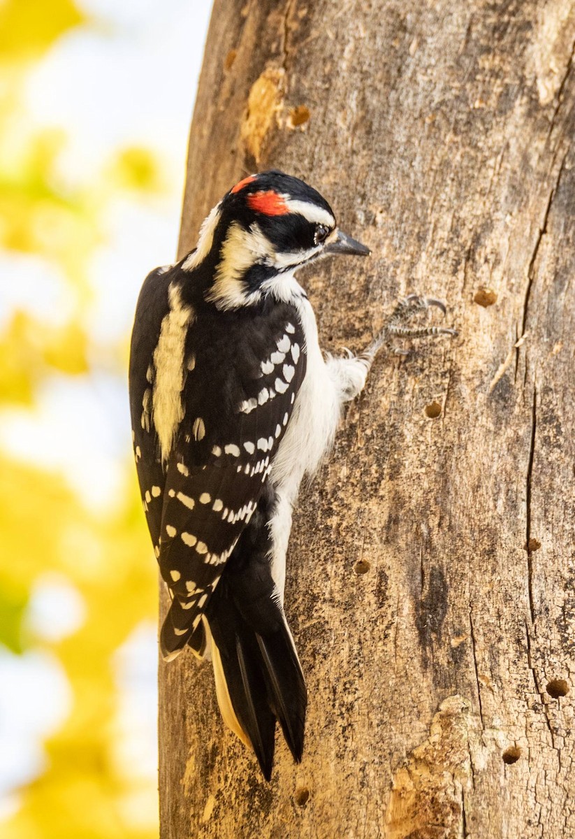 Hairy Woodpecker - ML497927981