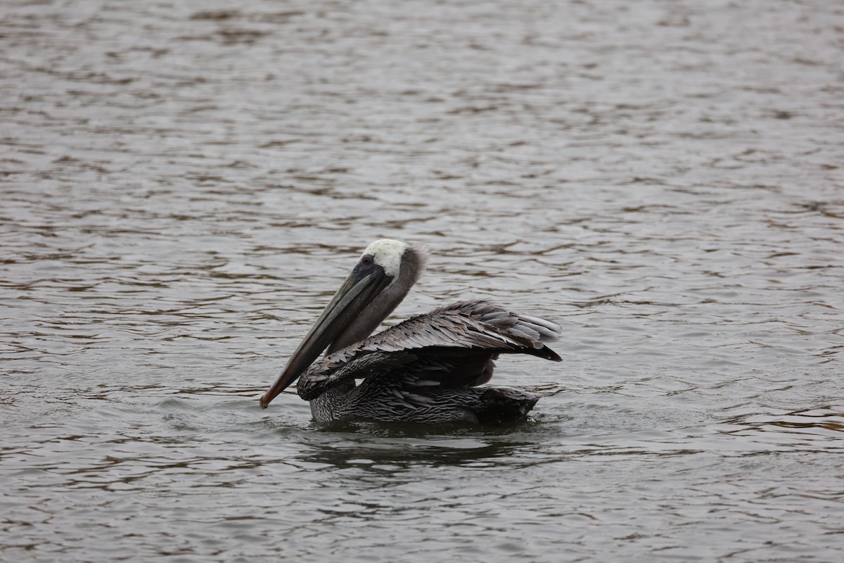 pelikán hnědý - ML497928191