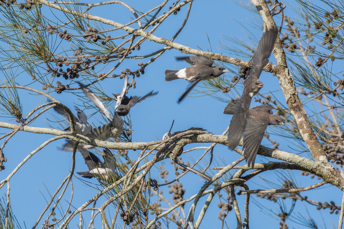 White-breasted Woodswallow - Delia Walker