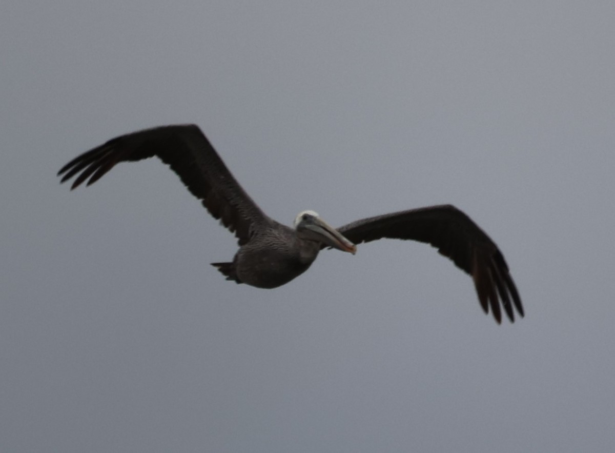 pelikán hnědý - ML497930231