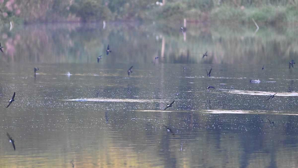 Silver-backed Needletail - ML497930851