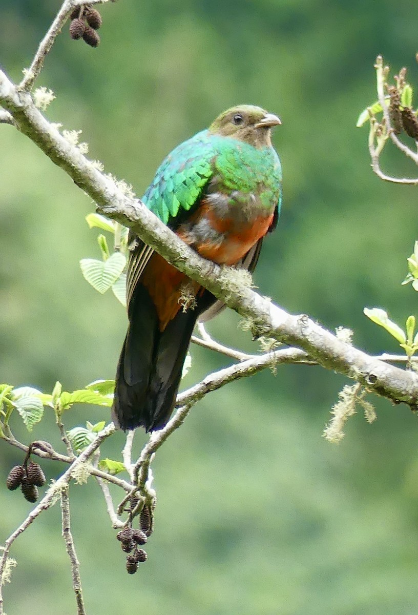 Golden-headed Quetzal - Laura Blutstein