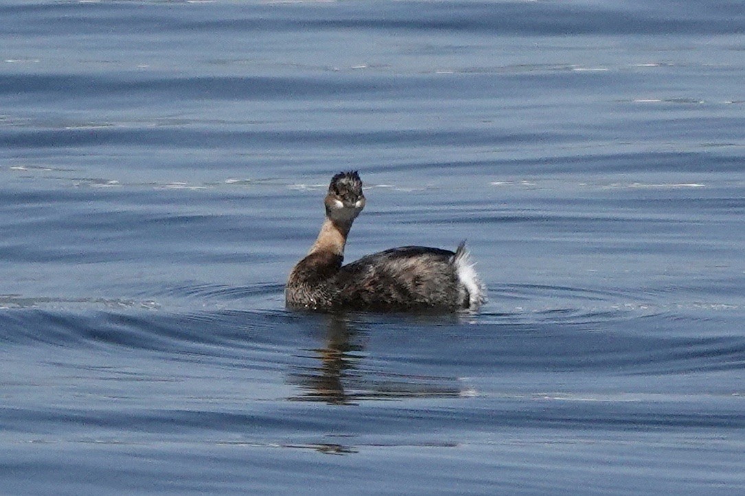 Pied-billed Grebe - ML497931441