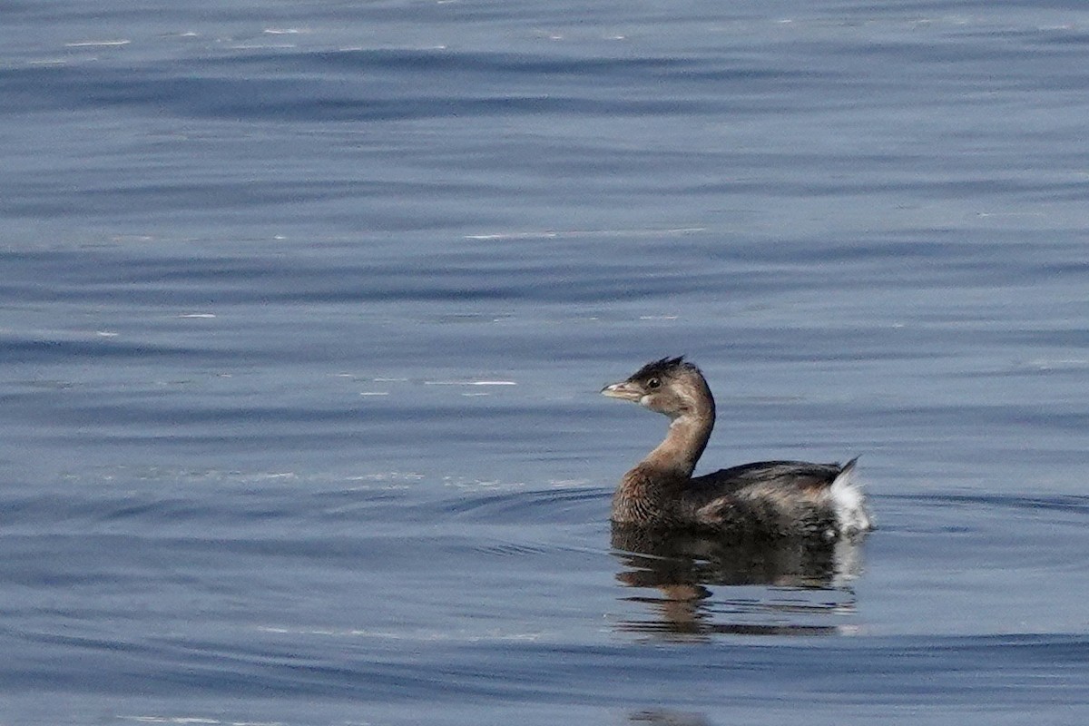 Pied-billed Grebe - ML497931451