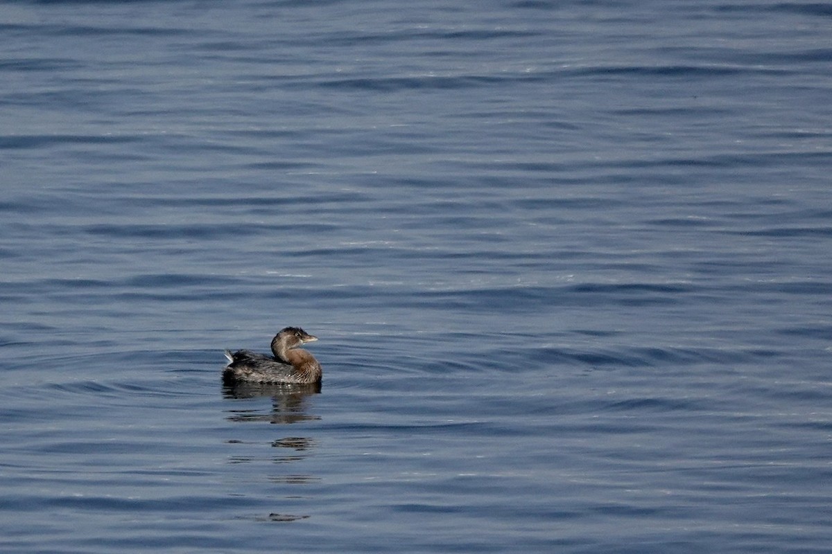 Pied-billed Grebe - ML497931461