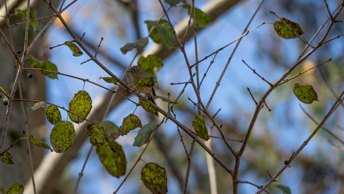 Ruby-crowned Kinglet - Marshall Mumford