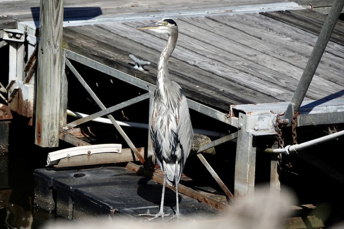 Great Blue Heron - ML497931571