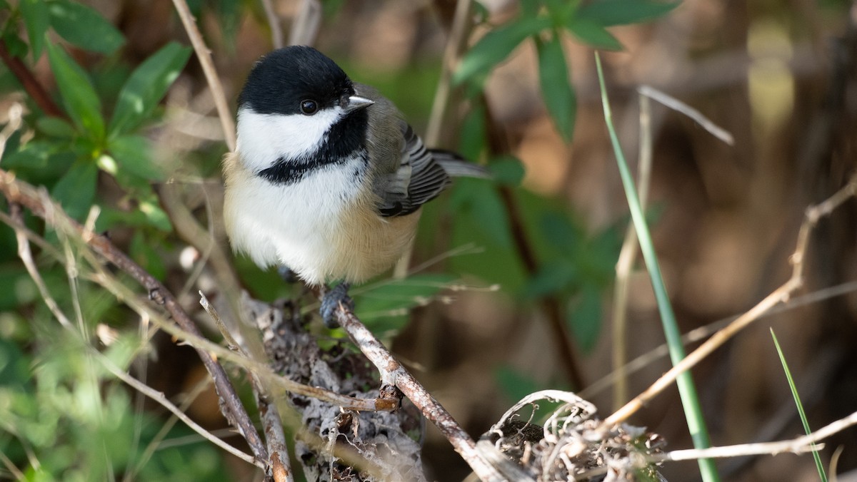 Black-capped Chickadee - ML497931991