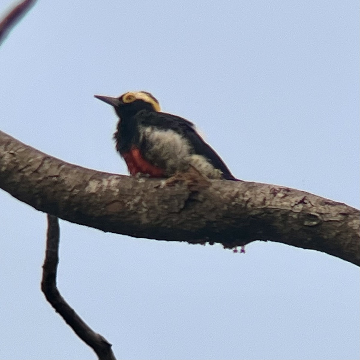 Yellow-tufted Woodpecker - ML497932011