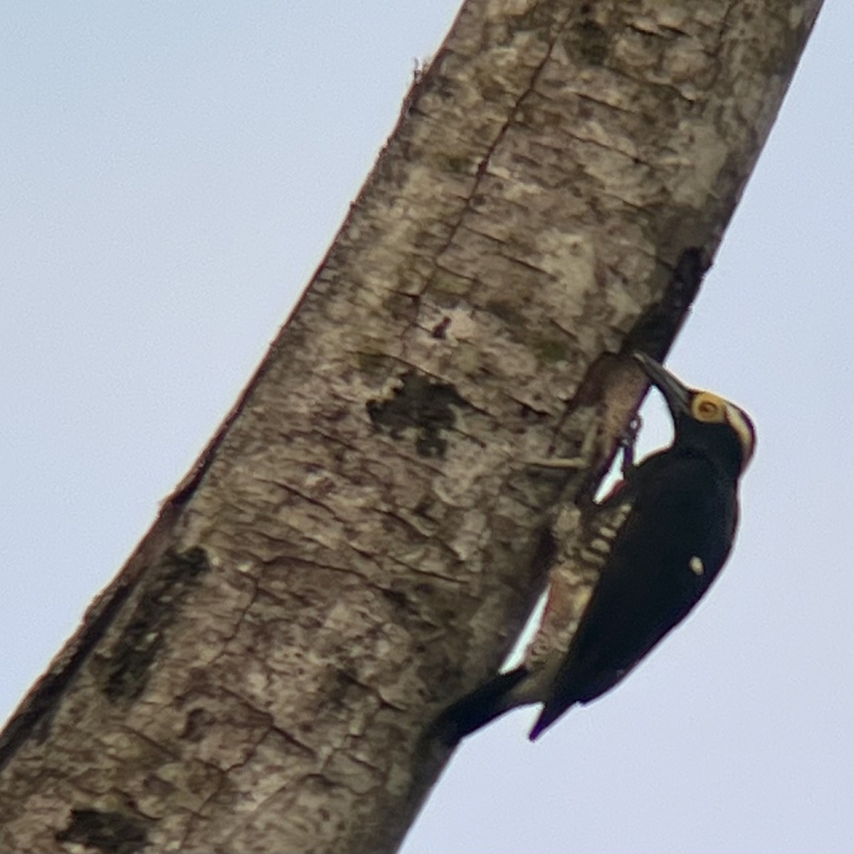 Yellow-tufted Woodpecker - ML497932021