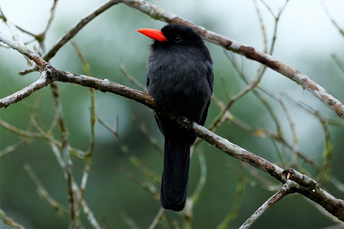 Black-fronted Nunbird - ML497932061