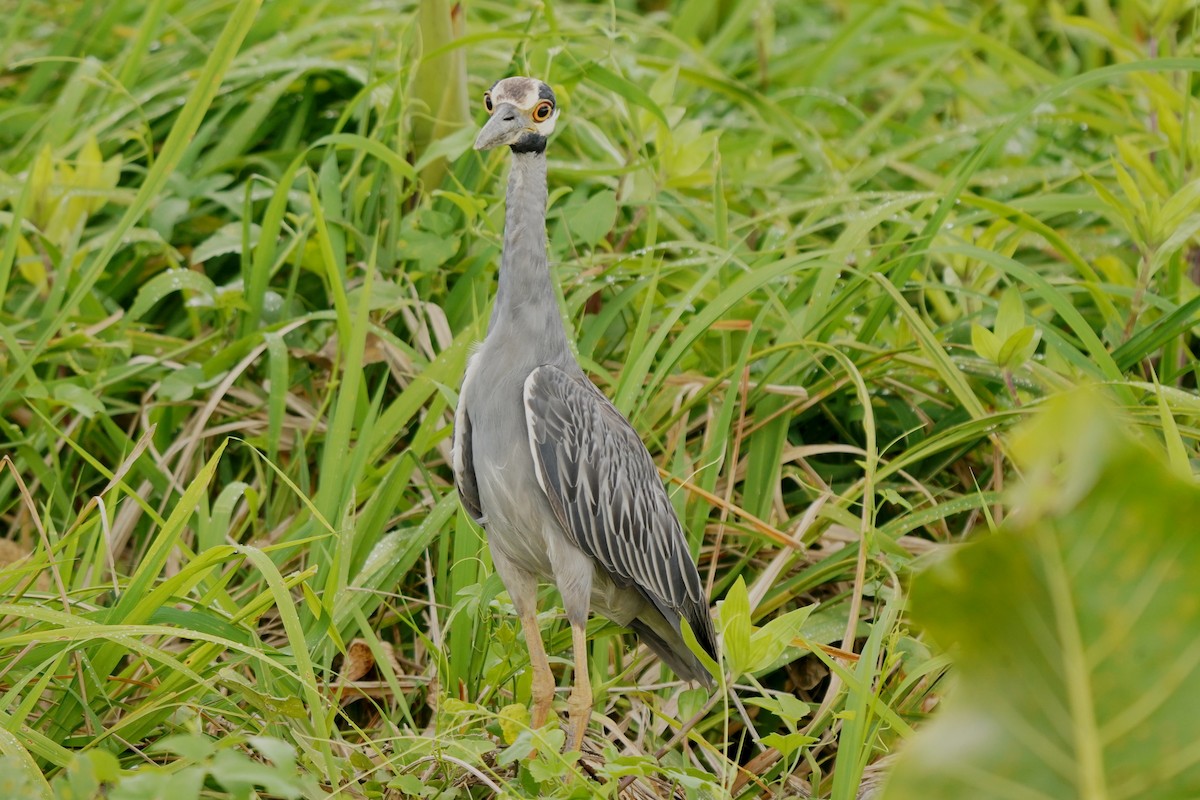 Yellow-crowned Night Heron - ML497933441