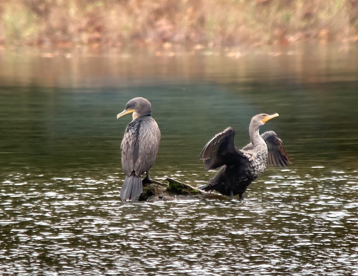 Double-crested Cormorant - ML497933931