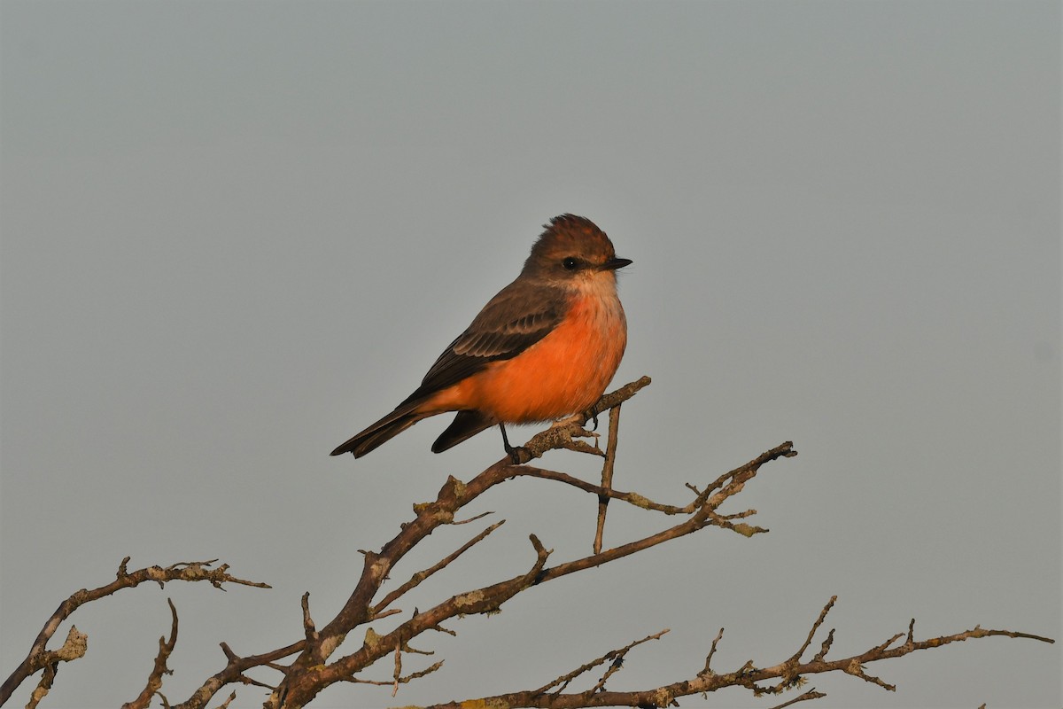 Vermilion Flycatcher - ML497934201