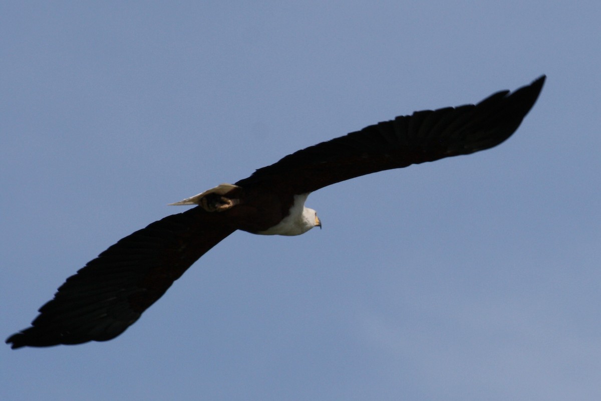 African Fish-Eagle - ML497934891