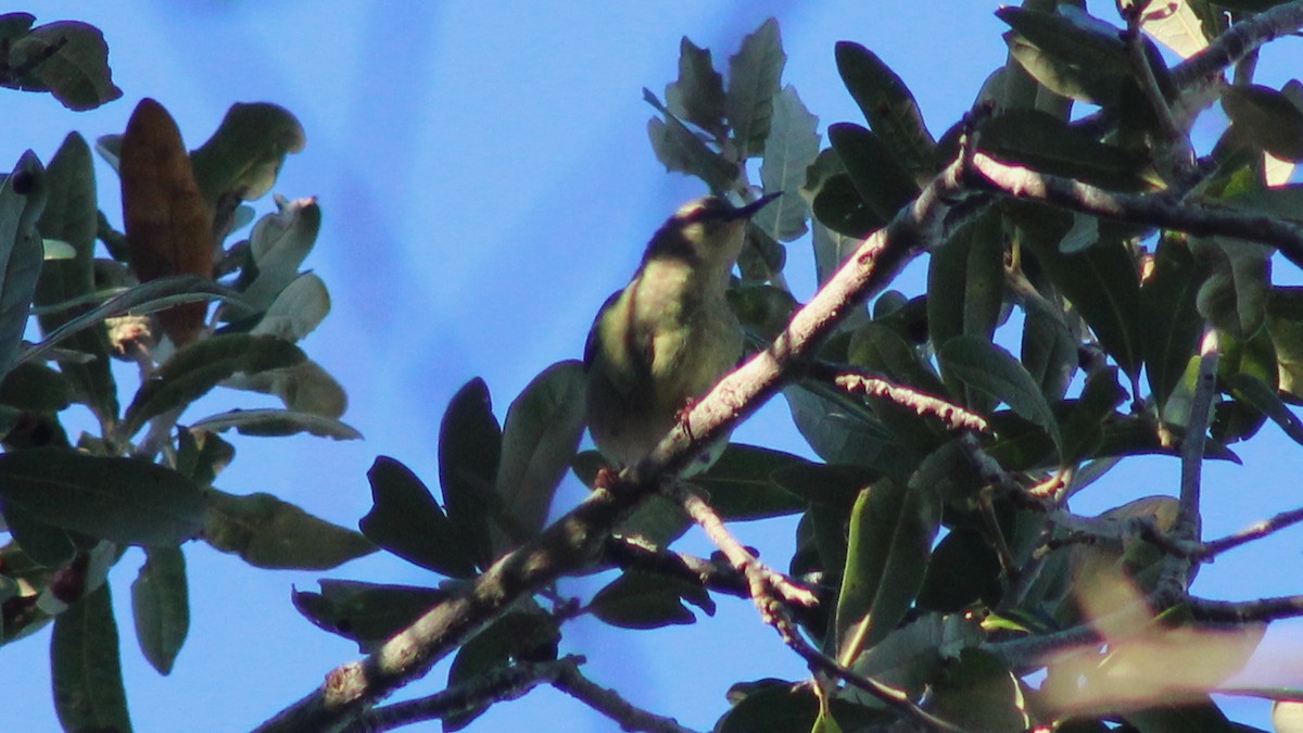 Red-legged Honeycreeper - ML497935761