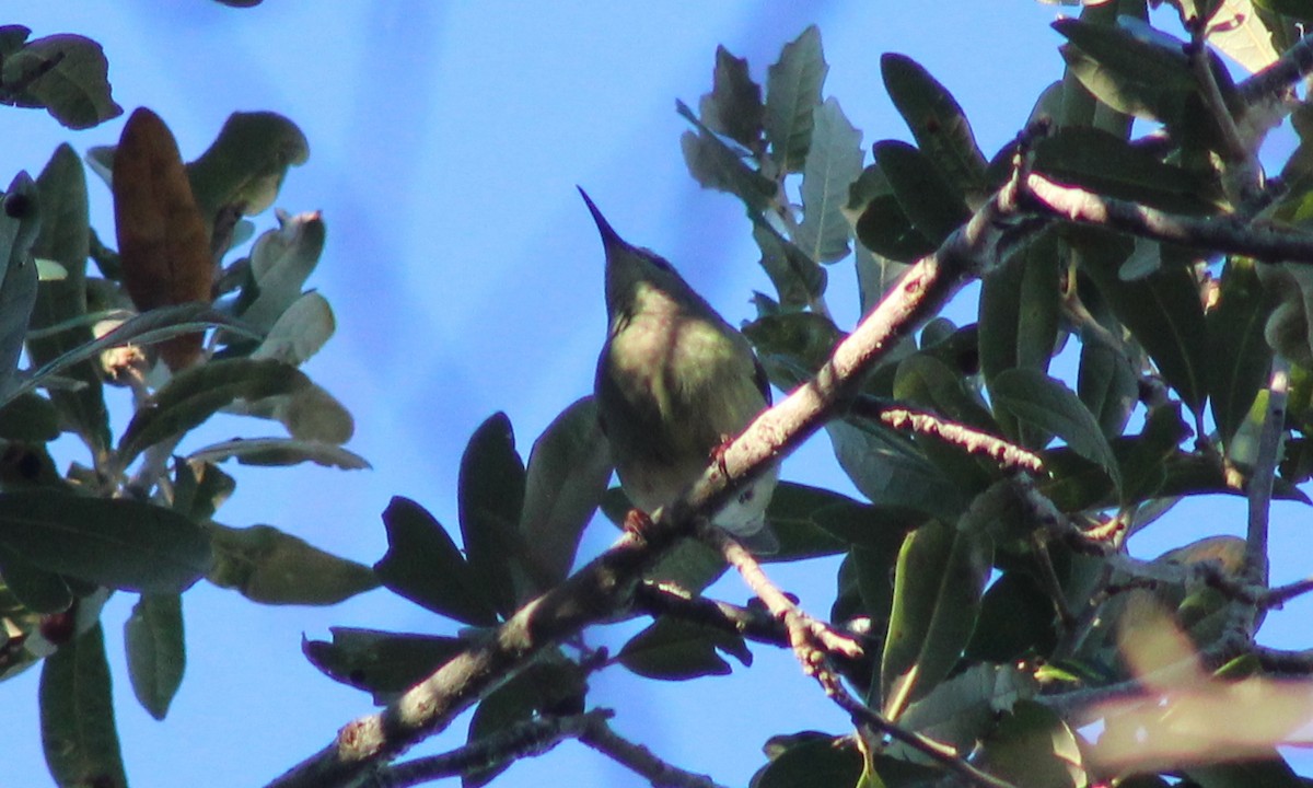 Red-legged Honeycreeper - ML497935911