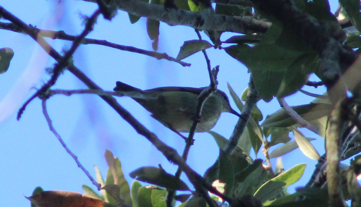 Red-legged Honeycreeper - ML497936051