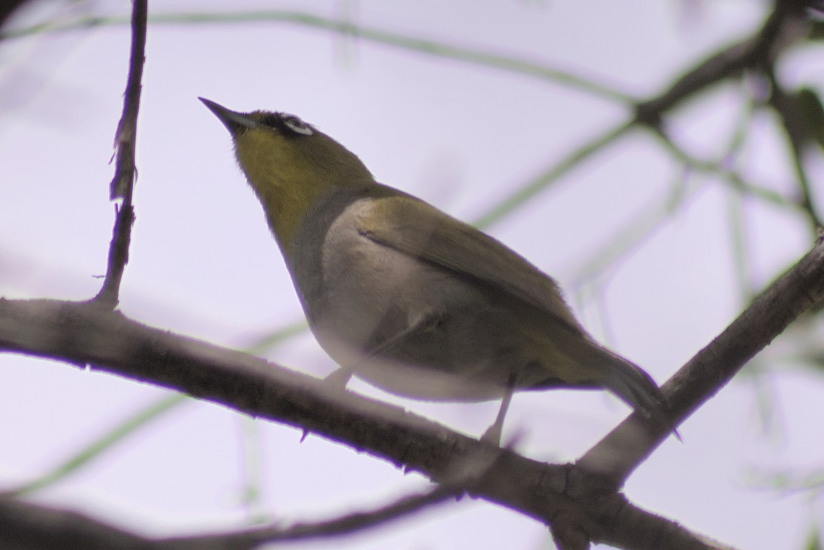 Cape White-eye - ML497936111