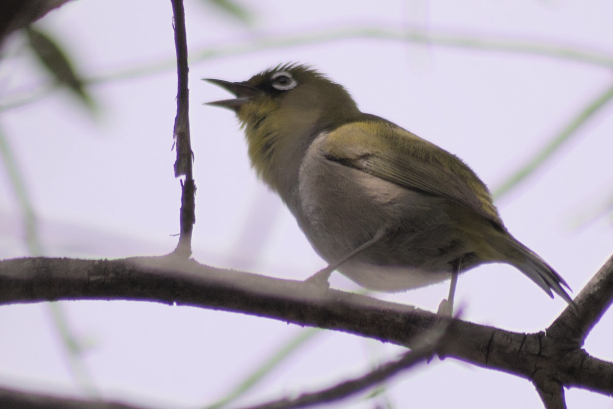 Cape White-eye - Mike Marin