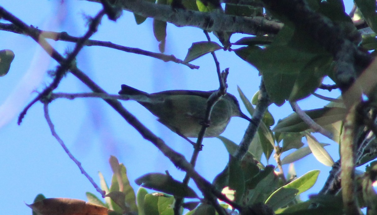 Red-legged Honeycreeper - ML497936141