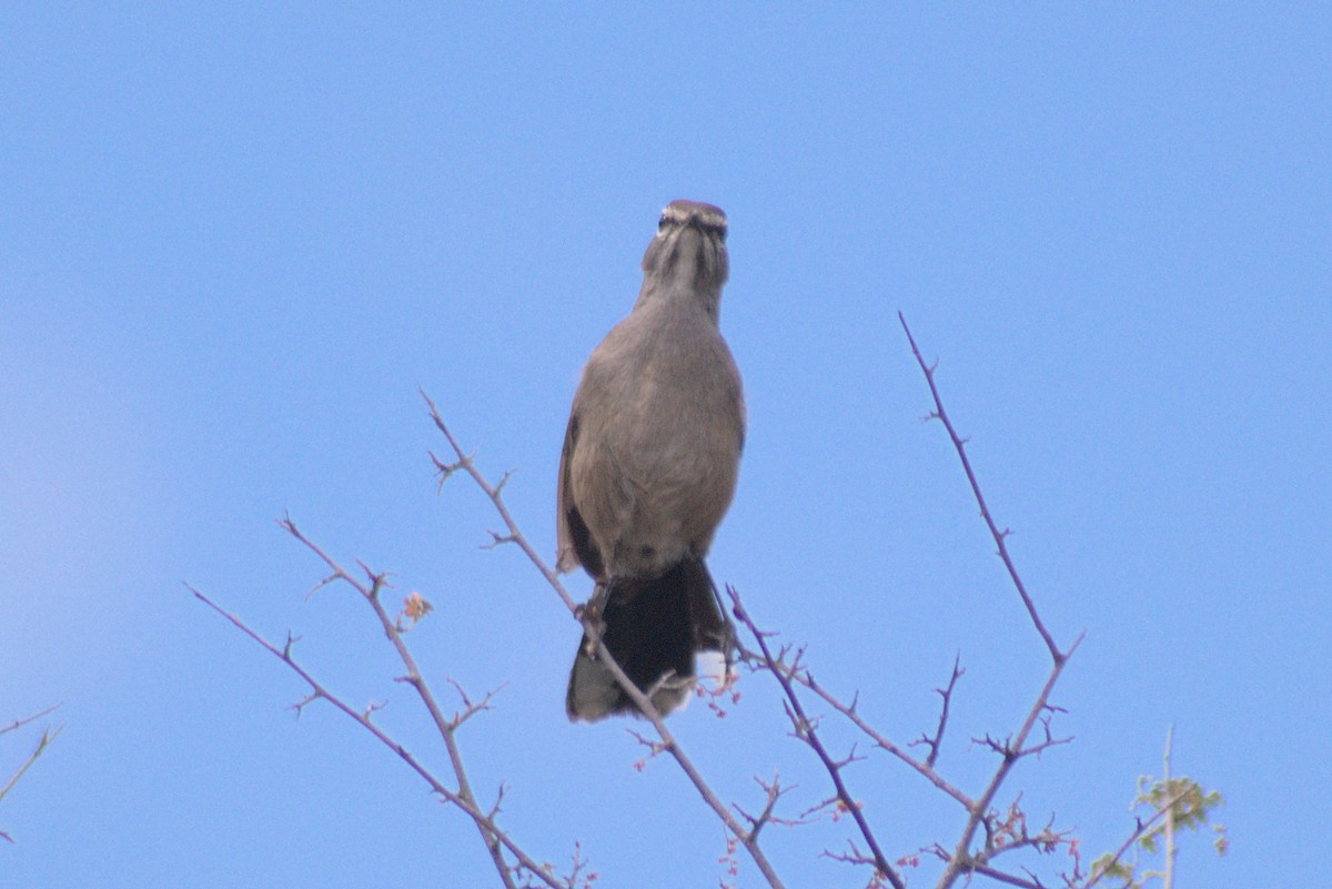 Karoo Scrub-Robin - ML497936201