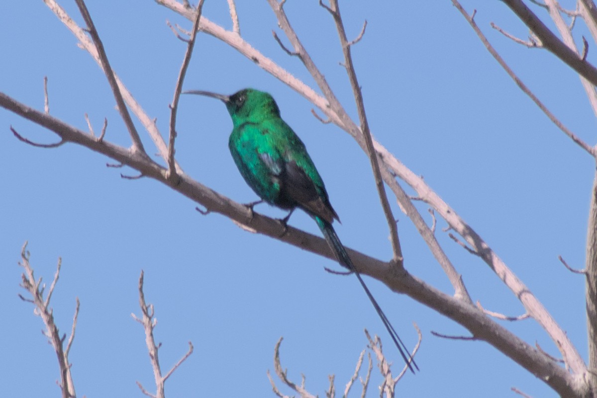 Malachite Sunbird - ML497936401