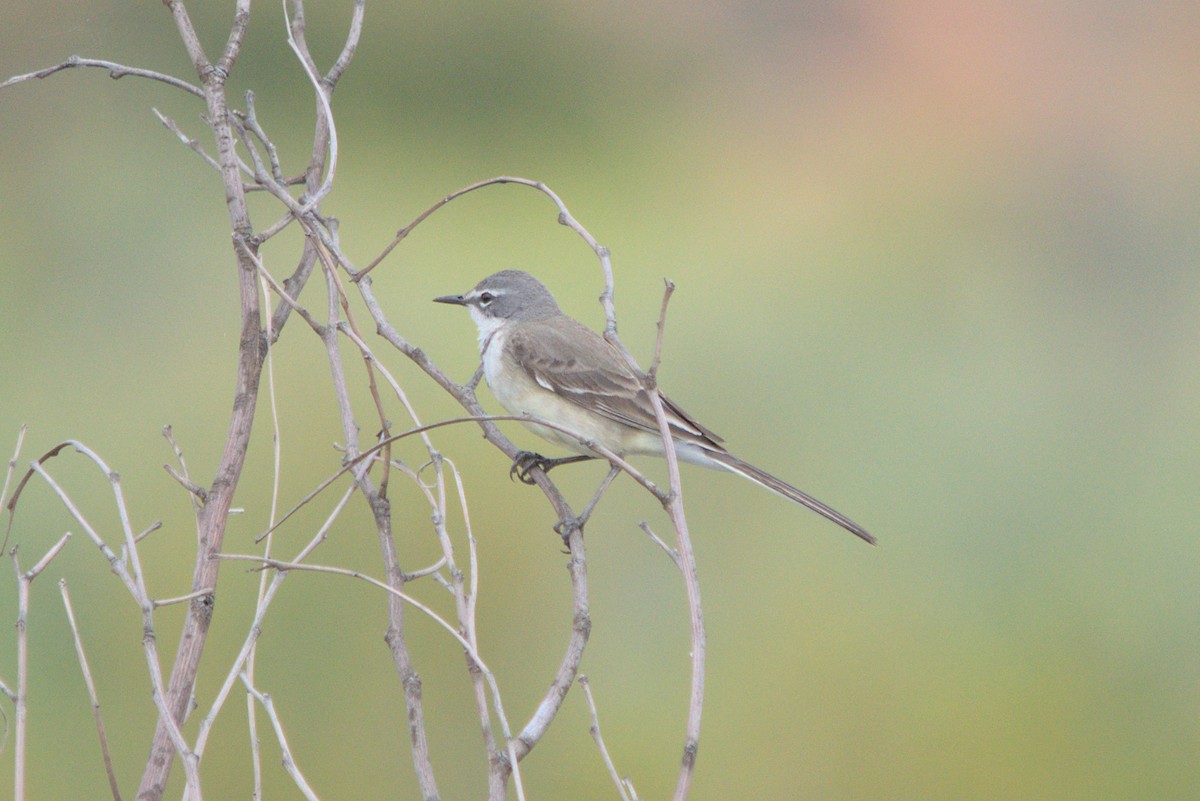Cape Wagtail - ML497936461
