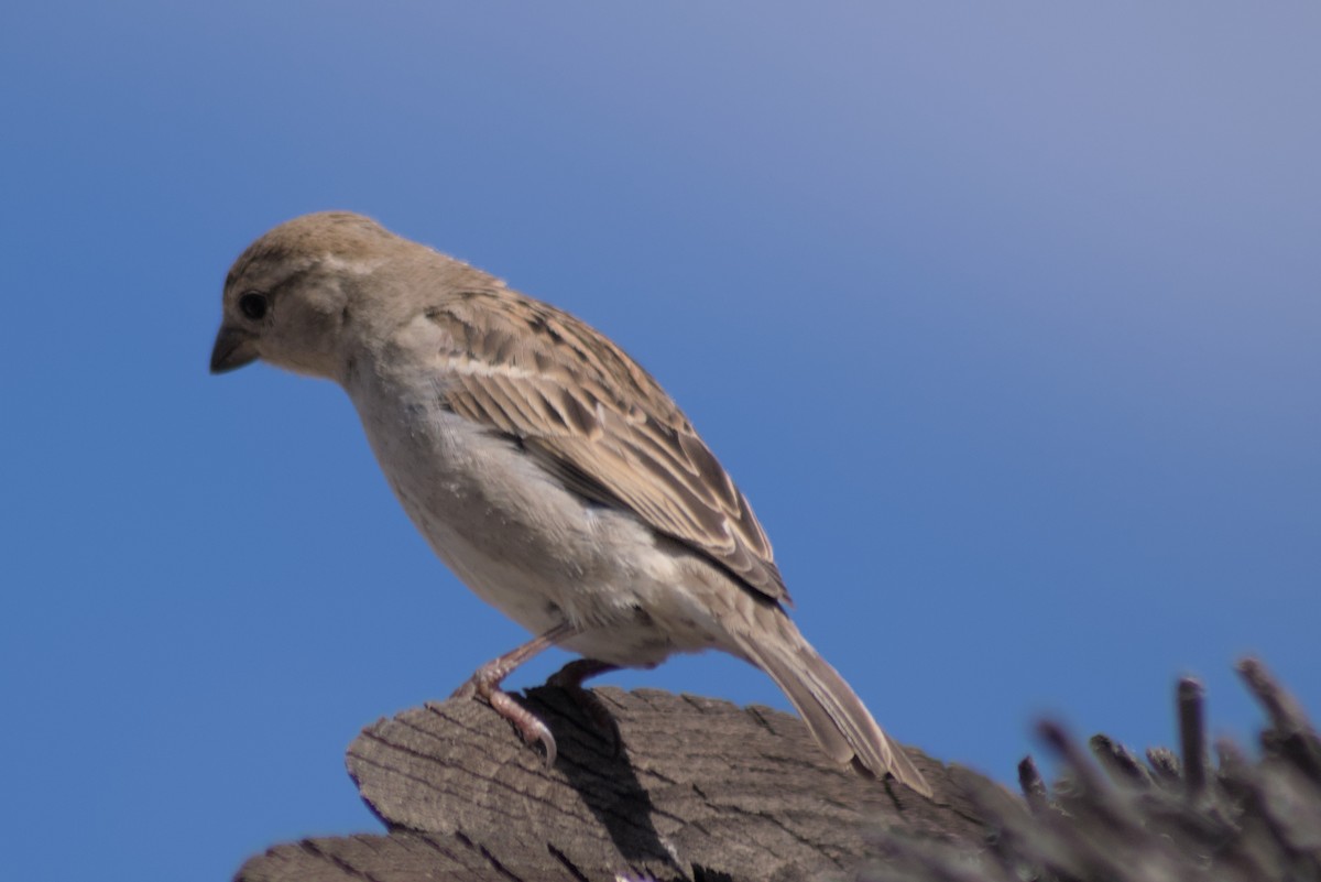 Lark-like Bunting - ML497936611