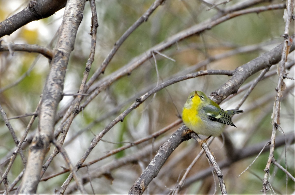 Northern Parula - ML497938031
