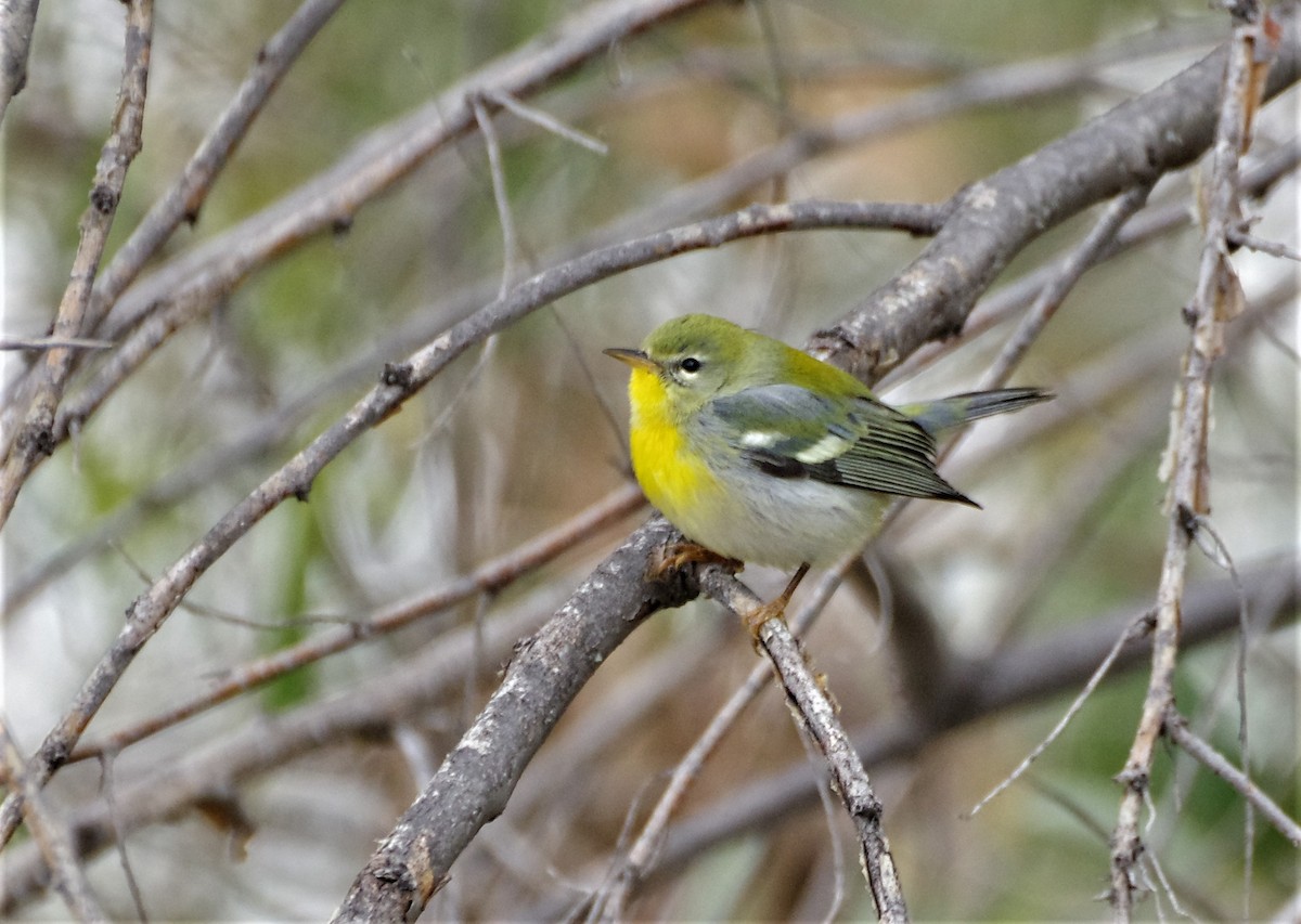 Northern Parula - ML497938041