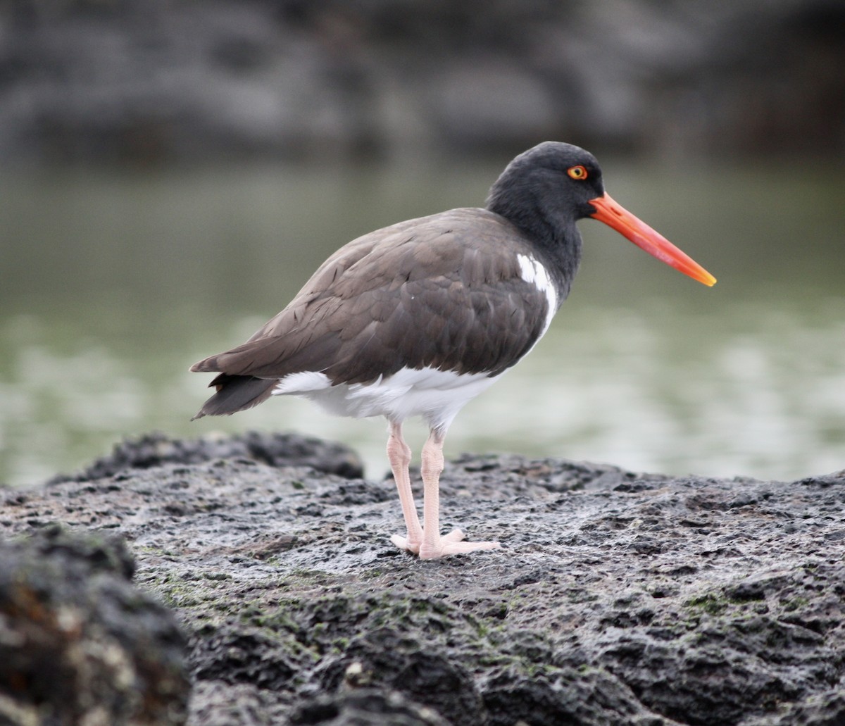 American Oystercatcher - ML497939591