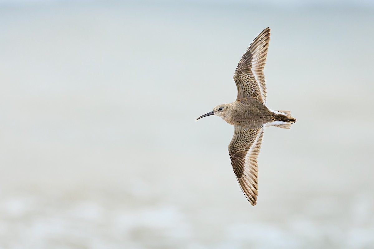 Dunlin - Calidris alpina - Media Search - Macaulay Library and eBird