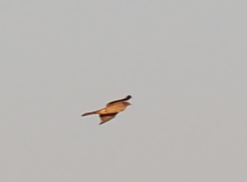 Sharp-shinned/Cooper's Hawk - Uma Sachdeva