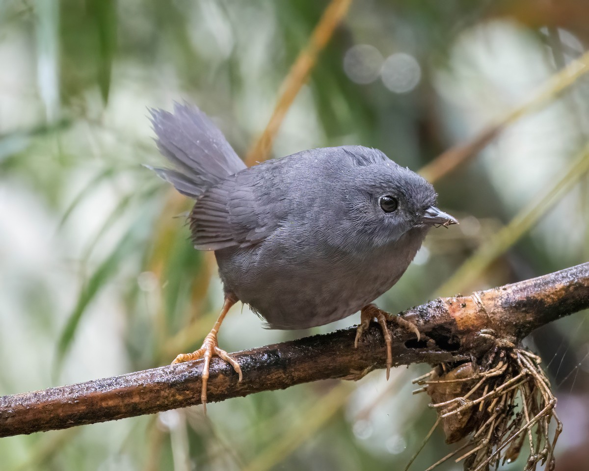 Mouse-colored Tapaculo - Ann Mossman